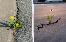 Як кульбаби пробивають бетон, використовуючи тільки фізику і "силу волі"