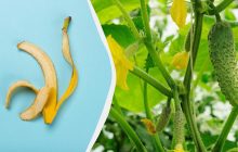 Бананова шкірка критично необхідна огіркам на грядці: як приготувати настій