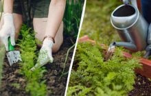 Обязательная подкормка для моркови в июне: нужна обычная древесная зола