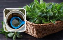 Кропив'яний настій - отрута чи вітамінна бомба: що можна і не можна ним поливати