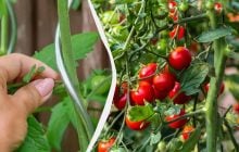 Який пасинок категорично не можна обрізати у томатів: вратите цілий кущ