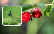 Як позбутися довгоносика, поки він не з'їв половину врожаю: допоможе один настій