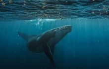 Ученые считают, что горбатые киты могут тайно пытаться общаться с людьми