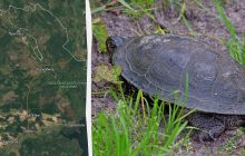 Борьба за выживание: в Чернобыльском заповеднике печальный черепаховый сезон (фото)