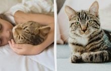 Як і чому кішки муркочуть: учені нарешті знайшли відповіді