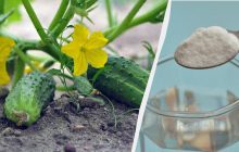 Каким раствором полить огурцы в июне: не будет пустоцветов и желтых листьев