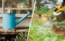 Якою водою не можна поливати город: помилка, яка може коштувати урожаю