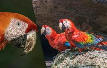 Самая красивая и умная птица - под угрозой исчезновения: чем она уникальна