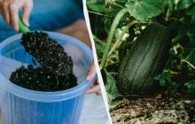 В июне кабачки нужно удобрить этой смесью: будет в два раза больше завязей