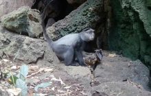 Учені дізналися, як хижаки переносять смертельні віруси від кажанів людині