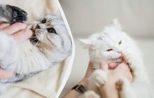 Что значит, если кот во время игры пинает вас задними лапами: о чем он хочет "сказать"