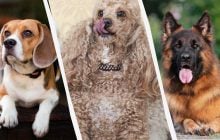 Какие собаки самые умные: названы 10 пород с самым высоким уровнем IQ и 10 - с самым низким