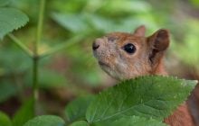 19 июня в Киеве будет последний теплый день перед похолоданием