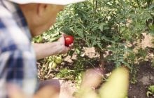 Почему трескаются помидоры на грядке: эту ошибку допускают практически все дачники