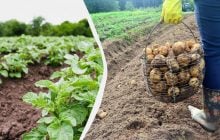 Когда скашивать картофельную ботву и зачем это нужно: как делают опытные огородники