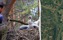 В Зоне отчуждения нашли птенцов одной из самых загадочных птиц Украины (фото)