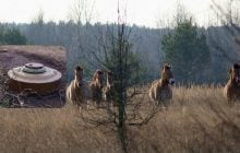 В Чернобыльской зоне трагически погиб конь Пржевальского