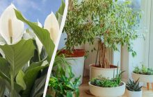 Как сохранить вазоны, когда едете в отпуск: 5 лайфхаков от эскпертки из TikTok