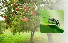 Що посадити біля яблуні та чим обробити дерево, щоб відлякати мурах і попелицю