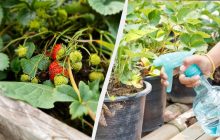 Зібрали полуницю - що далі: правильний догляд за кущами після плодоношення