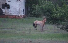 У Чорнобильському заповіднику гуляє загадковий одинокий кінь, науковці заінтриговані (фото)
