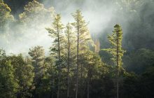 Скам'яніла колода розкрила секрети полярних лісів віком 127 мільйонів років