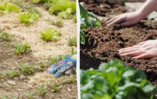 Хвойный опад, опилки, трава, листья ореха или перегной: что и чем лучше мульчировать