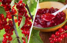 Как заготовить красную смородину на зиму: три рецепта варенья без долгой варки