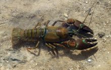 Украинские раки под угрозой: в страну завезли агрессивный инвазивный вид, - зоолог