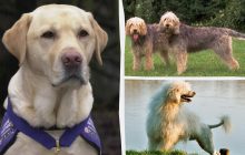 Какие собаки любят плавать и могут даже спасти людей: эксперты назвали топ-13 пород