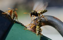 Как избавиться от ос вокруг своего дома: названо растение, которого "ужасно" боятся насекомые