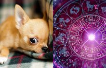 Телец - мопс, Скорпион - чихуахуа: какая мини-собачка подходит по знаку Зодиака