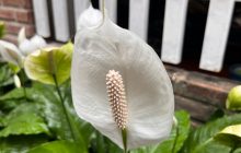 Как заставить спатифиллум цвести в "любое время года": эксперт поделился простым трюком