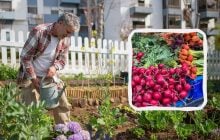 Всего 10 удачных дней для работы: календарь дачника на июль 2025