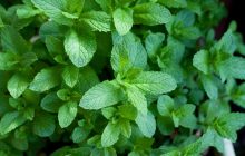 Топ-5 несподіваних рослин-агресорів, які професіонал-садівник радить не садити