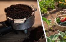 Як підживити город кавовою гущею: досвідчені садівники розкрили усі нюанси