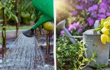 Садівник назвав найгірший час доби для поливу: тільки даремно переведете воду