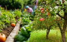 Роботи на городі та в саду в липні: що важливо зробити, щоб не погубити врожай