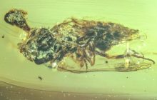 Ученые обнаружили в янтаре зомби-муху, которая могла жить с динозаврами: чем она особенная