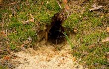 В Чернобыльской зоне нашли старые окопы: специалисты рассказали, что с ними стало (фото)