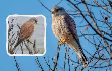 В украинских городах появилась редкая хищная птица: орнитолог рассказал, на кого она охотится
