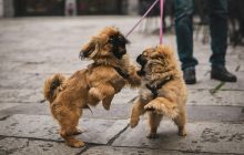 Чому маленькі собаки здаються агресивнішими за великих: кінолог назвав головну причину