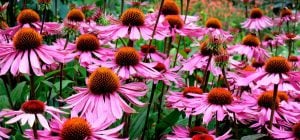 10 посухостійких багаторічних рослин, які практично не потребують догляду