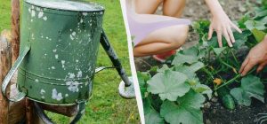 Поливайте правильно і будете з урожаєм до заморозків: як доглядати за огірками в серпні