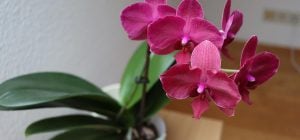 Один стакан под корень - и спатифиллум будет цвести пышнее обычного: что это за средство