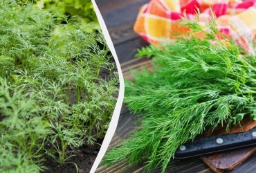 Укроп растет как на дрожжах: проверенная подкормка для пышной зелени