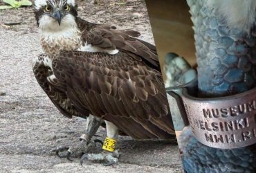 Краснокнижная птица прилетела из Финляндии в Украину: эксперт объяснил, что случилось