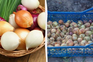Цибуля залишиться свіжою 3 місяці і не проростає: у чому її треба зберігати