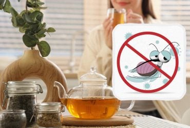 Як прогнати всіх комах з дому без хімії: цей запах змусить їх утекти назавжди