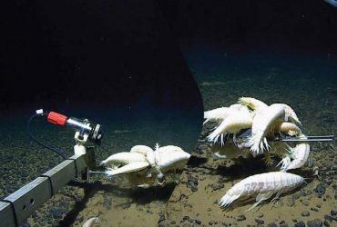 В глубинах моря живут гигантские креветки, которых оказалось в разы больше, чем считали ученые